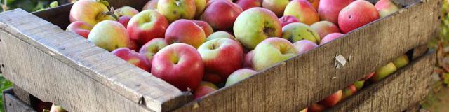 Vergers d'Aulaines caisse de pommes