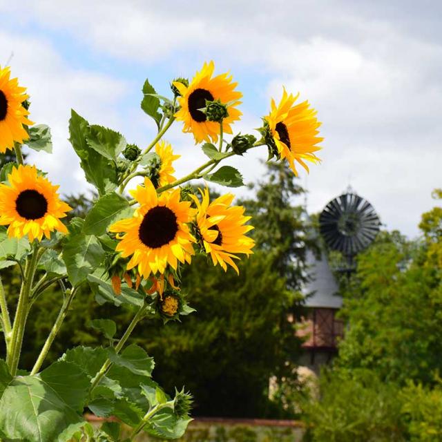 Jardin Potager Tournesols