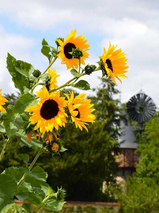 Jardin Potager Tournesols