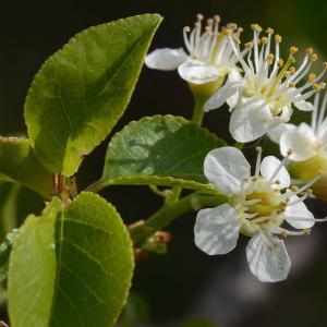 Cerisier de Sainte Lucie