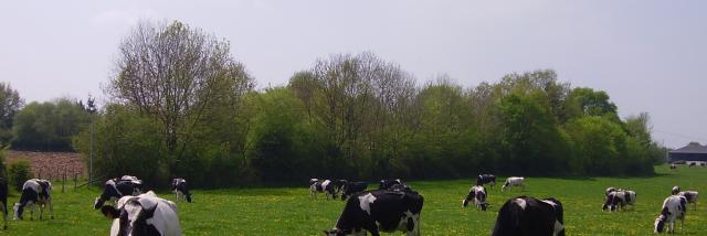 Prim-Hosltein au pré