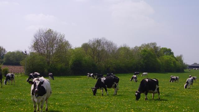 Prim-Hosltein au pré