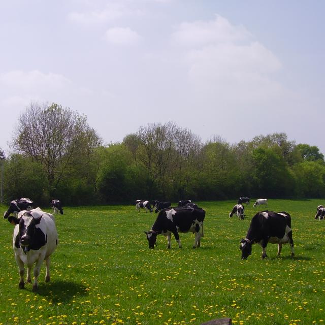 Prim-Hosltein au pré