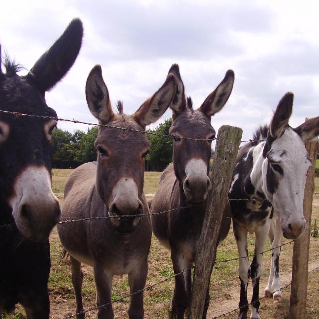 ânes sur les chemins