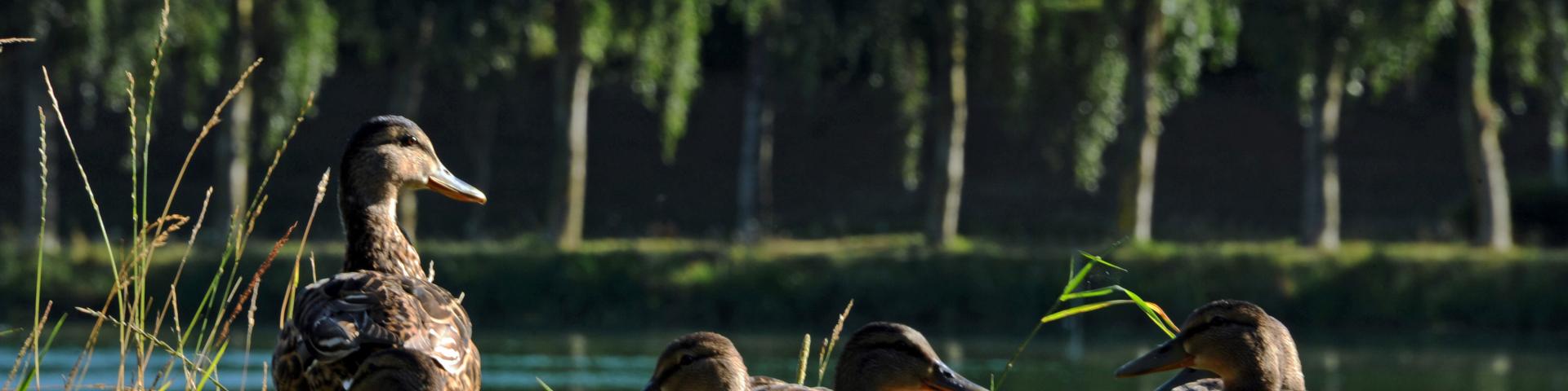 Plan d'eau de Mamers