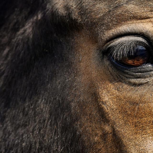 Regard de cheval