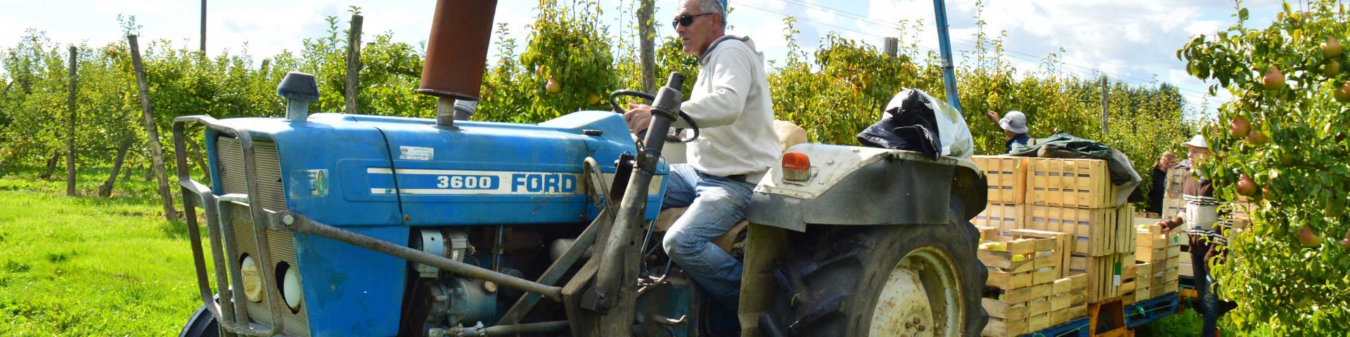 cueillette et ramassage des pommes aux vergers d'aulaines