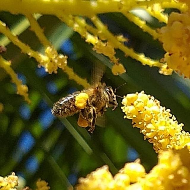 Instagram #mainesaosnois
