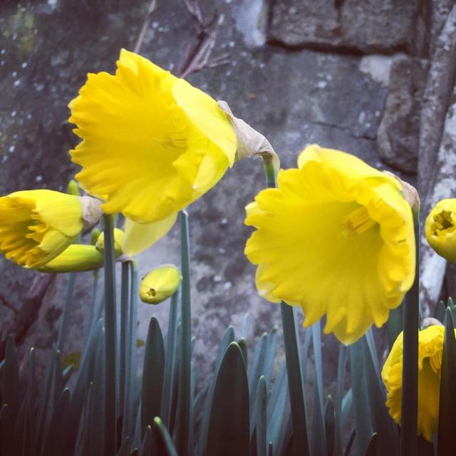 Instagram #mainesaosnois
