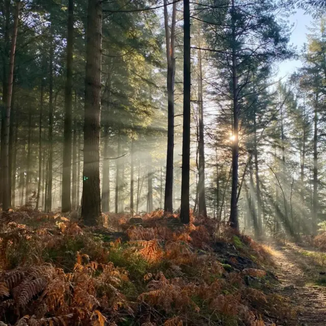 Instagram #foretdeperseigne